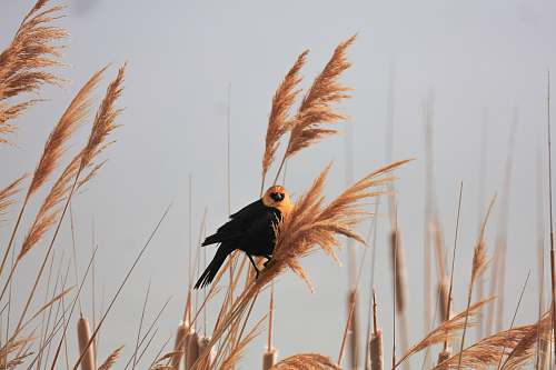 bird closeup photography of black-and-yellow bird during daytime grass