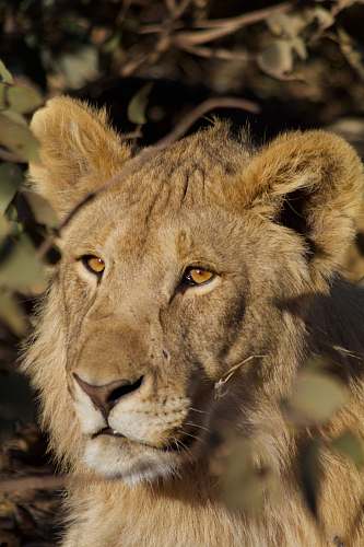 wildlife closeup photography of brown tiger lion