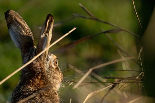 hare closeup photography of rabbit mammal