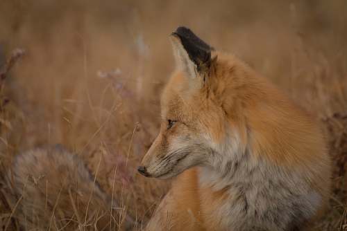 fox closeup photography of red fox sitting on ground surrounded by grass mammal