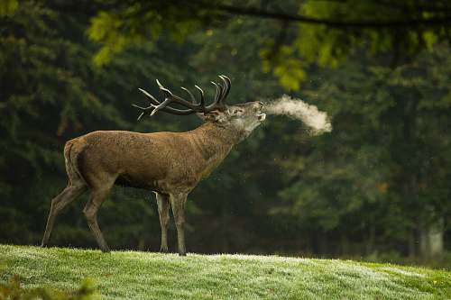 wildlife closeup photography of reindeer during daytime deer