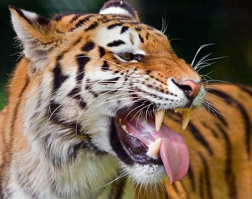 wildlife closeup photography of tiger tiger