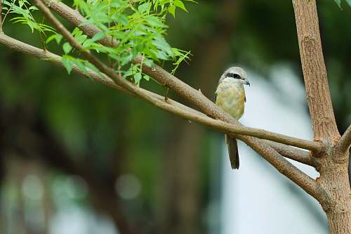 bird closeup photography of yellow bird perched on tree during daytime finch