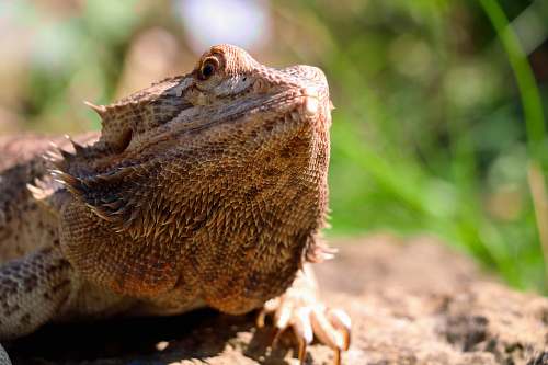 iguana closuep photo of brown iguana lizard