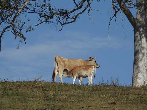 cow cow and calf on grass cattle