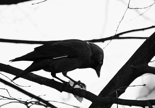 black-and-white crow on branch grayscale photography crow