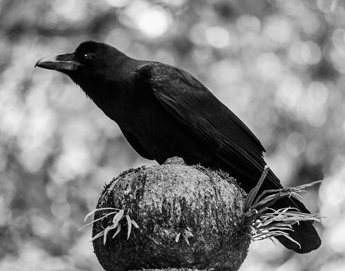 bird crow perched on brown stone black-and-white