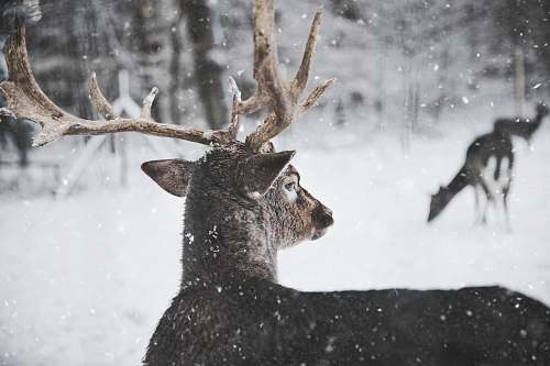 wildlife deer looking through snow deer