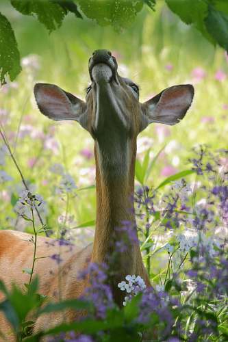 wildlife deer looking up at leaf at daytime flower