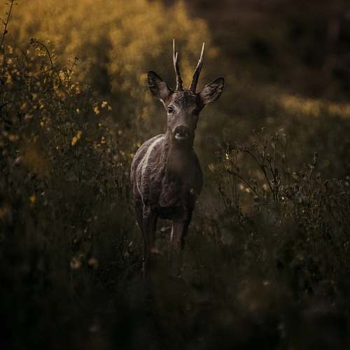 wildlife deer on grasses deer