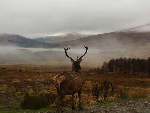 elk deer on hill in forest wildlife