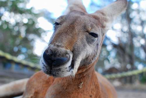 kangaroo depth of field photograph of kangaroo mammal