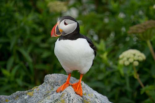 bird depth of field photography of white and black bird puffin