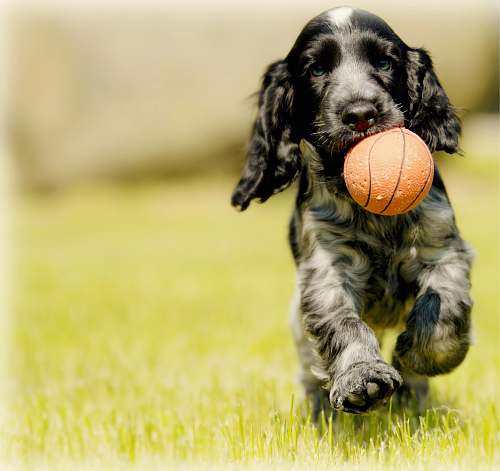 dog depth photography of black and white dog carry red ball pet