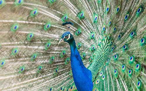 bird depth photography of blue and green peacock peacock