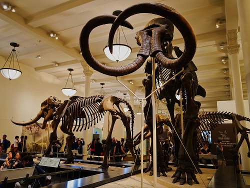 reptile dinosaurs skeleton inside museum dinosaur