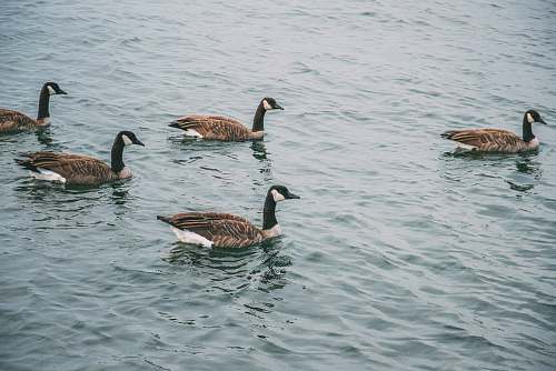 bird docks on water goose