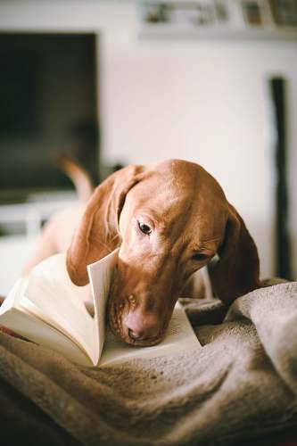 dog dog flipping book page canine