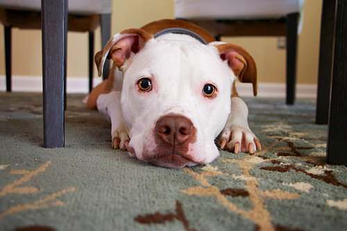 dog dog laying on area rug pet