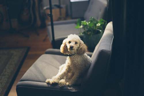dog dog sitting on sofa inside room pet