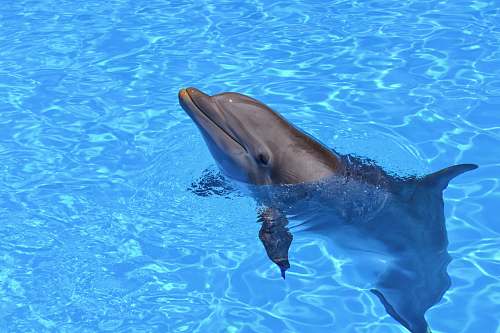 dolphin dolphin with head sticking out of water during daytime sea life