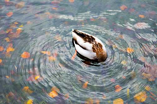 water duck dip his head into the water outdoors
