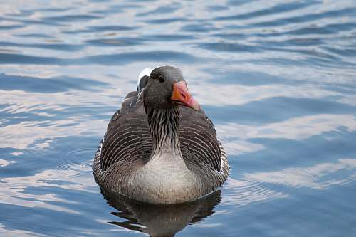 bird duck in body of water goose