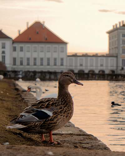 bird duck near body of water duck