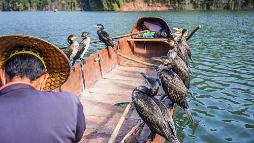 bird ducks perching on boat waterfowl