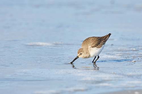 bird Dunlin at the seashore water