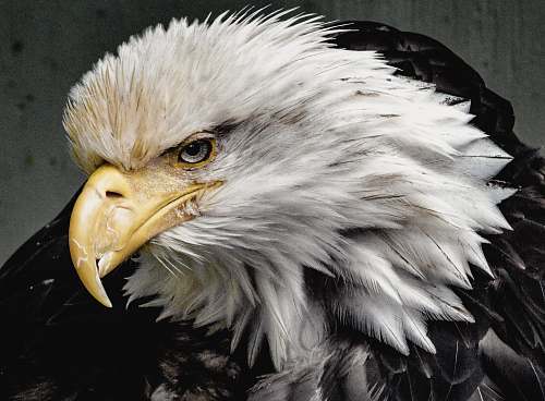 bird eagle bald eagle