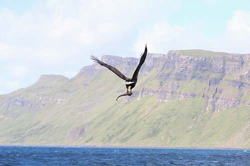 bird eagle flying on sea flying