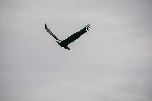 bird eagle in flight flying