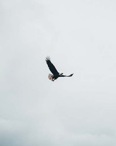 bird eagle in mid air during day flying