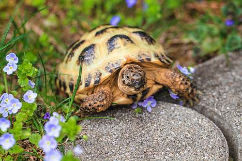 reptile eastern box turtle sea life