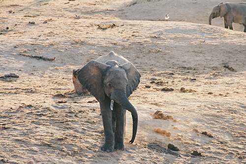 elephant elephant calf at the field during day wildlife