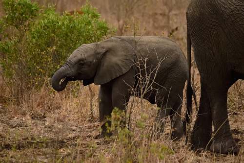 mammal elephant calf elephant