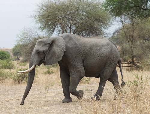 mammal elephant in forest elephant