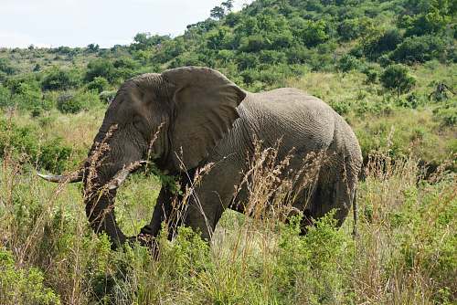 mammal elephant standing on green grass elephant