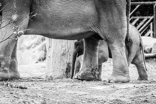 elephant elephant with calf black-and-white