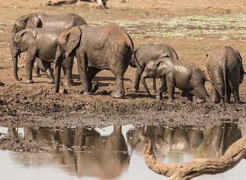 wildlife elephants near water elephant