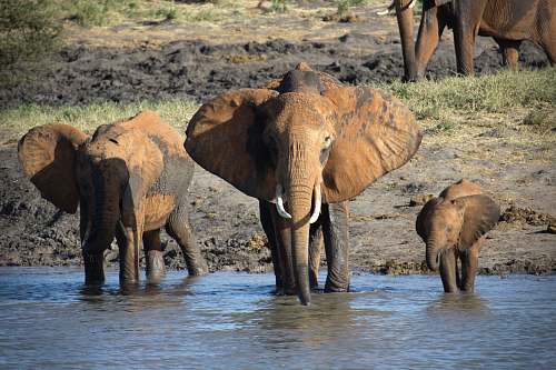 mammal elephants on calm body of water elephant