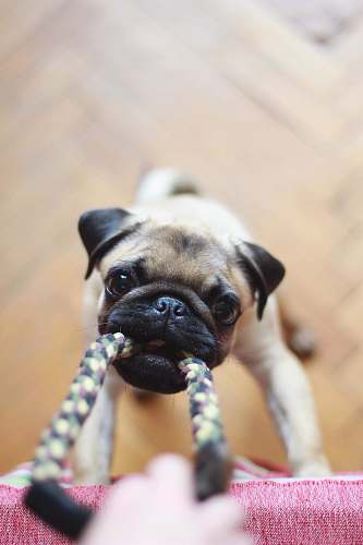 dog fawn pug biting rope pet