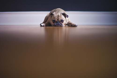dog fawn pug lying on floor pet