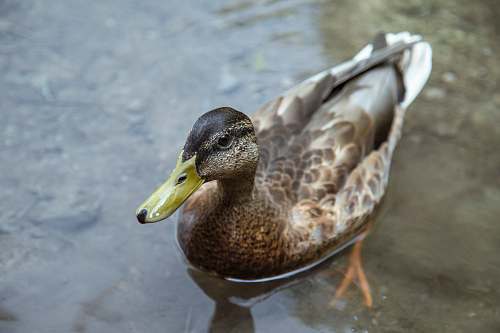 bird female brown mallard duck floating on water duck