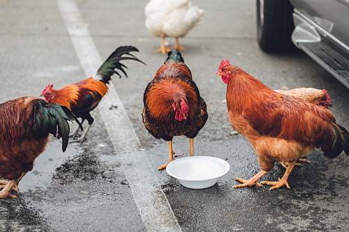bird five assorted-color chickens chicken