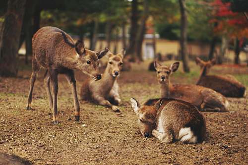 wildlife five brown deer deer