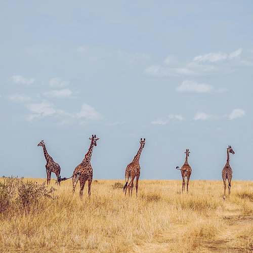 wildlife five giraffes on grass field during daytime giraffe