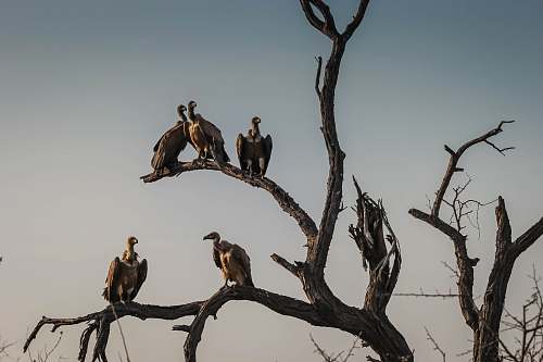 bird five vulture birds standing on bare tree vulture