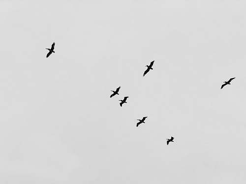 black-and-white flight of birds flying